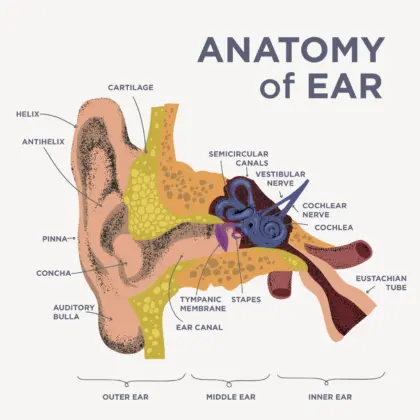 Anatomy of the ear